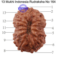 Load image into Gallery viewer, 13 Mukhi Indonesian Rudraksha - Bead No. 164