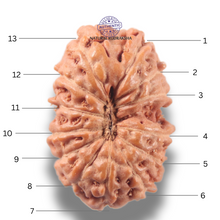 Load image into Gallery viewer, 13 Mukhi Indonesian Rudraksha - Bead No 298