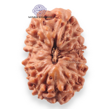 Load image into Gallery viewer, 13 Mukhi Indonesian Rudraksha - Bead No 298