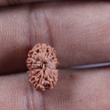 Load image into Gallery viewer, 13 Mukhi Indonesian Rudraksha - Bead No 298