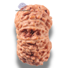 Load image into Gallery viewer, 13 Mukhi Indonesian Rudraksha - Bead No 298
