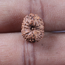 Load image into Gallery viewer, 13 Mukhi Indonesian Rudraksha - Bead No 299