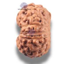 Load image into Gallery viewer, 13 Mukhi Indonesian Rudraksha - Bead No 299