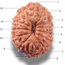 Load image into Gallery viewer, 13 Mukhi Indonesian Rudraksha - Bead No 300