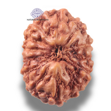 Load image into Gallery viewer, 13 Mukhi Indonesian Rudraksha - Bead No 300