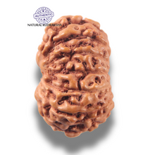 Load image into Gallery viewer, 13 Mukhi Indonesian Rudraksha - Bead No 301
