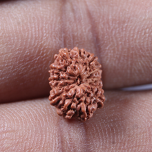 Load image into Gallery viewer, 13 Mukhi Indonesian Rudraksha - Bead No 302