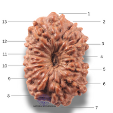 Load image into Gallery viewer, 13 Mukhi Indonesian Rudraksha - Bead No 303