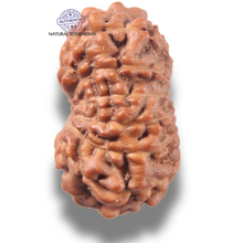 Load image into Gallery viewer, 13 Mukhi Indonesian Rudraksha - Bead No 303