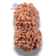Load image into Gallery viewer, 13 Mukhi Indonesian Rudraksha - Bead No 303