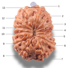 Load image into Gallery viewer, 13 Mukhi Indonesian Rudraksha - Bead No 304