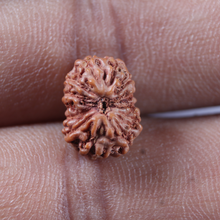 Load image into Gallery viewer, 13 Mukhi Indonesian Rudraksha - Bead No 304