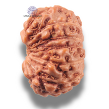 Load image into Gallery viewer, 13 Mukhi Indonesian Rudraksha - Bead No 304