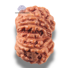 Load image into Gallery viewer, 13 Mukhi Indonesian Rudraksha - Bead No 304