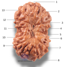 Load image into Gallery viewer, 13 Mukhi Indonesian Rudraksha - Bead No 305