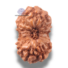 Load image into Gallery viewer, 13 Mukhi Indonesian Rudraksha - Bead No 305