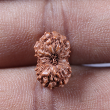 Load image into Gallery viewer, 13 Mukhi Indonesian Rudraksha - Bead No 305