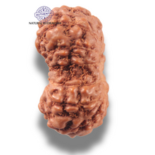 Load image into Gallery viewer, 13 Mukhi Indonesian Rudraksha - Bead No 305