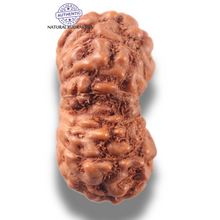 Load image into Gallery viewer, 13 Mukhi Indonesian Rudraksha - Bead No 305