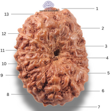 Load image into Gallery viewer, 13 Mukhi Indonesian Rudraksha - Bead No 306