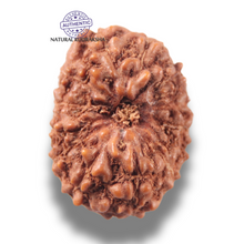 Load image into Gallery viewer, 13 Mukhi Indonesian Rudraksha - Bead No 306