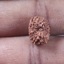 Load image into Gallery viewer, 13 Mukhi Indonesian Rudraksha - Bead No 306