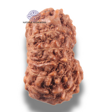 Load image into Gallery viewer, 13 Mukhi Indonesian Rudraksha - Bead No 306