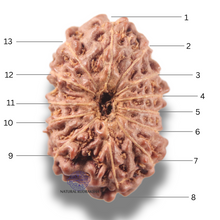 Load image into Gallery viewer, 13 Mukhi Indonesian Rudraksha - Bead No 307