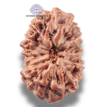 Load image into Gallery viewer, 13 Mukhi Indonesian Rudraksha - Bead No 307