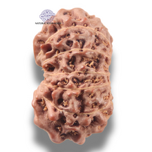 Load image into Gallery viewer, 13 Mukhi Indonesian Rudraksha - Bead No 307