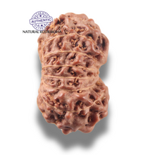 Load image into Gallery viewer, 13 Mukhi Indonesian Rudraksha - Bead No 307