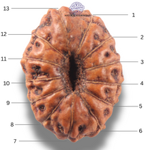 Load image into Gallery viewer, 13 Mukhi Indonesian Rudraksha - Bead No 308