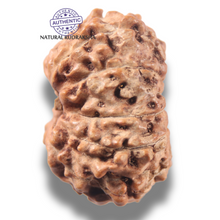 Load image into Gallery viewer, 13 Mukhi Indonesian Rudraksha - Bead No 309