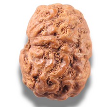 Load image into Gallery viewer, 13 Mukhi Indonesian Rudraksha - Bead No . 317