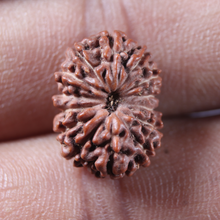 Load image into Gallery viewer, 13 Mukhi Indonesian Rudraksha - Bead No 318