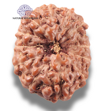 Load image into Gallery viewer, 13 Mukhi Indonesian Rudraksha - Bead No 319