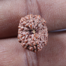 Load image into Gallery viewer, 13 Mukhi Indonesian Rudraksha - Bead No 319