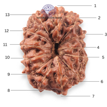 Load image into Gallery viewer, 13 Mukhi Indonesian Rudraksha - Bead No 320
