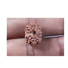 Load image into Gallery viewer, 13 Mukhi Indonesian Rudraksha - Bead No 320