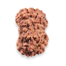 Load image into Gallery viewer, 13 Mukhi Indonesian Rudraksha - Bead No 320