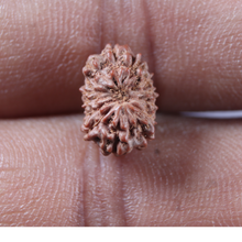 Load image into Gallery viewer, 13 Mukhi Indonesian Rudraksha - Bead No 294