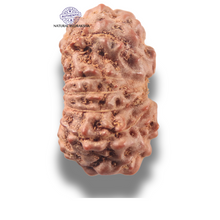 Load image into Gallery viewer, 13 Mukhi Indonesian Rudraksha - Bead No 294
