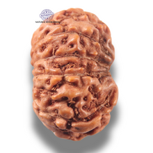 Load image into Gallery viewer, 13 Mukhi Indonesian Rudraksha - Bead No 295