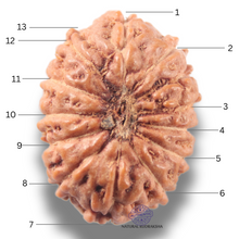 Load image into Gallery viewer, 13 Mukhi Indonesian Rudraksha - Bead No 296