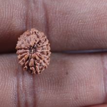 Load image into Gallery viewer, 13 Mukhi Indonesian Rudraksha - Bead No 296