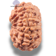 Load image into Gallery viewer, 13 Mukhi Indonesian Rudraksha - Bead No 296