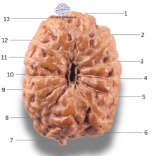 Load image into Gallery viewer, 13 Mukhi Indonesian Rudraksha - Bead No 297