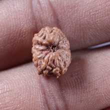 Load image into Gallery viewer, 13 Mukhi Indonesian Rudraksha - Bead No 297