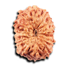 Load image into Gallery viewer, 13 Mukhi Indonesian Rudraksha - Bead No 267