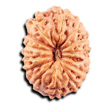 Load image into Gallery viewer, 13 Mukhi Indonesian Rudraksha - Bead No. 268